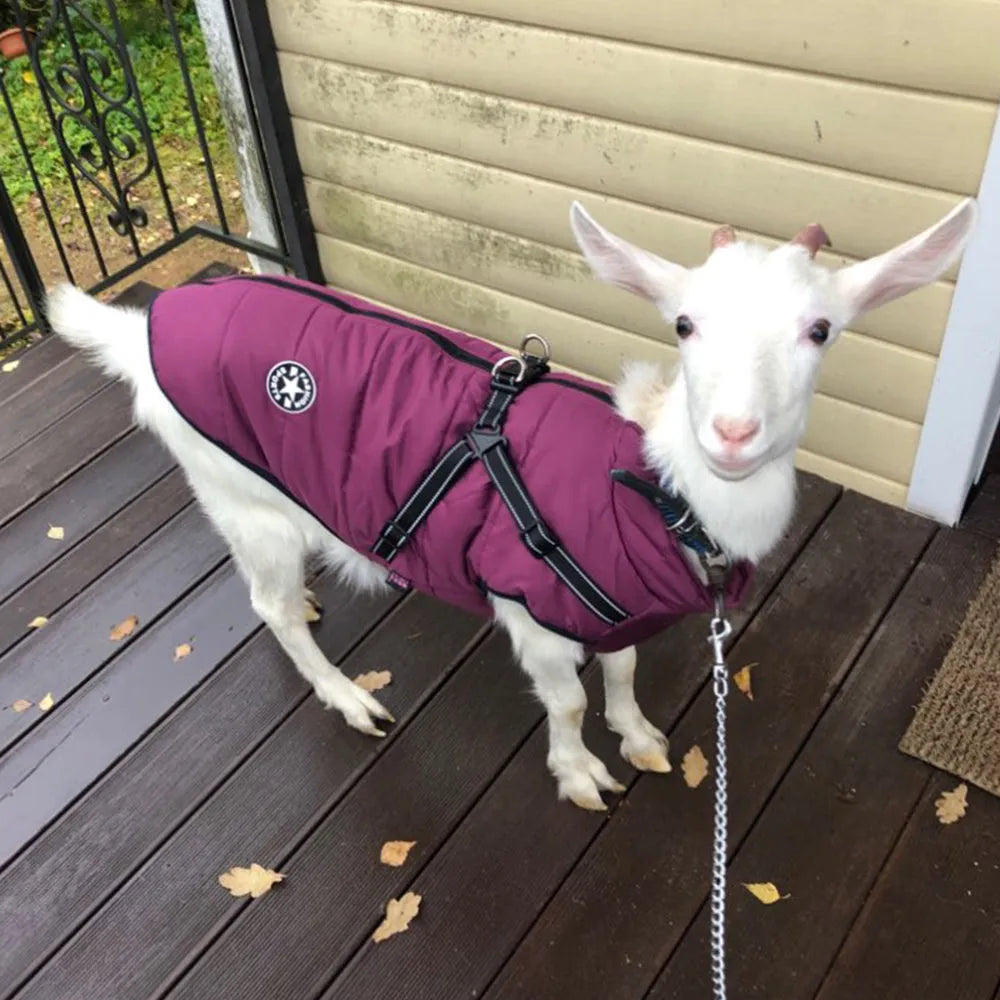 Red waterproof dog coat with integrated harness on a Labrador.