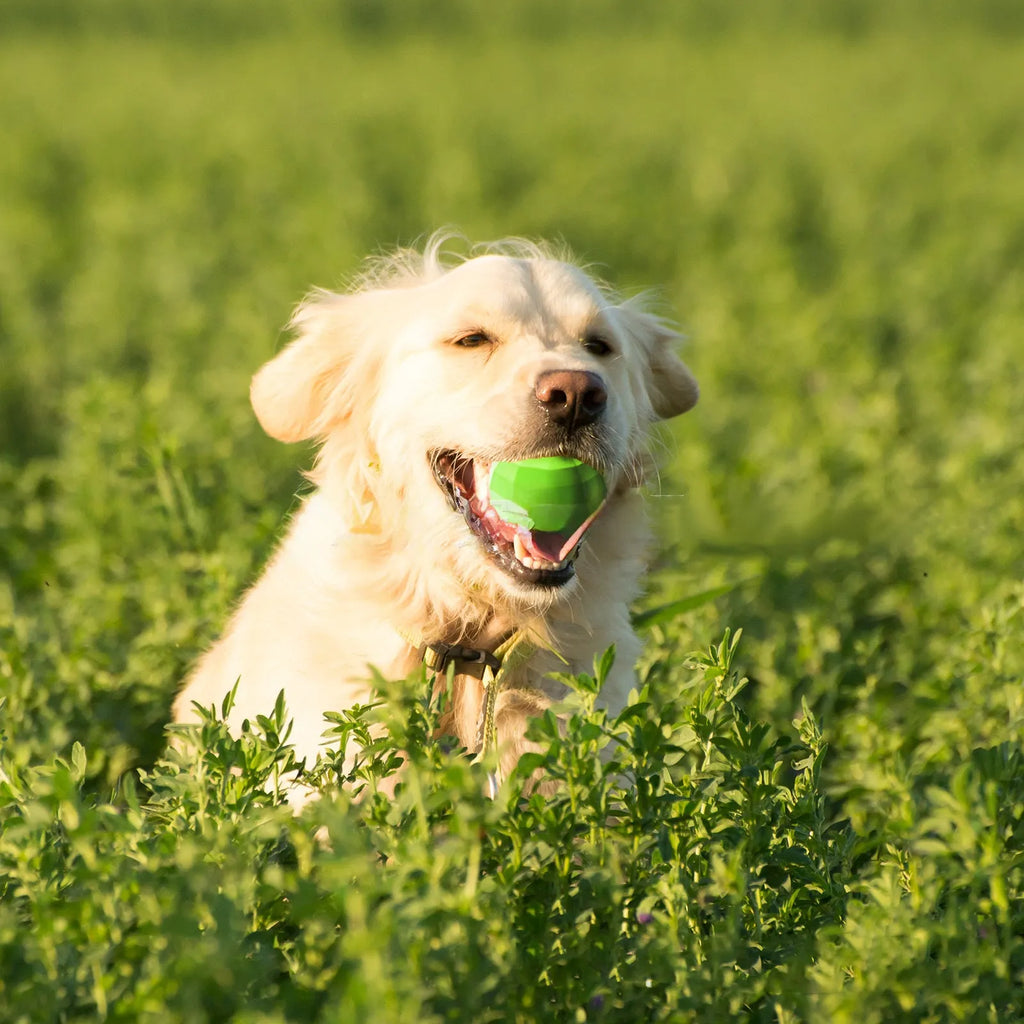 Green beef-flavoured squeaky dog ball for aggressive chewers made from natural rubber