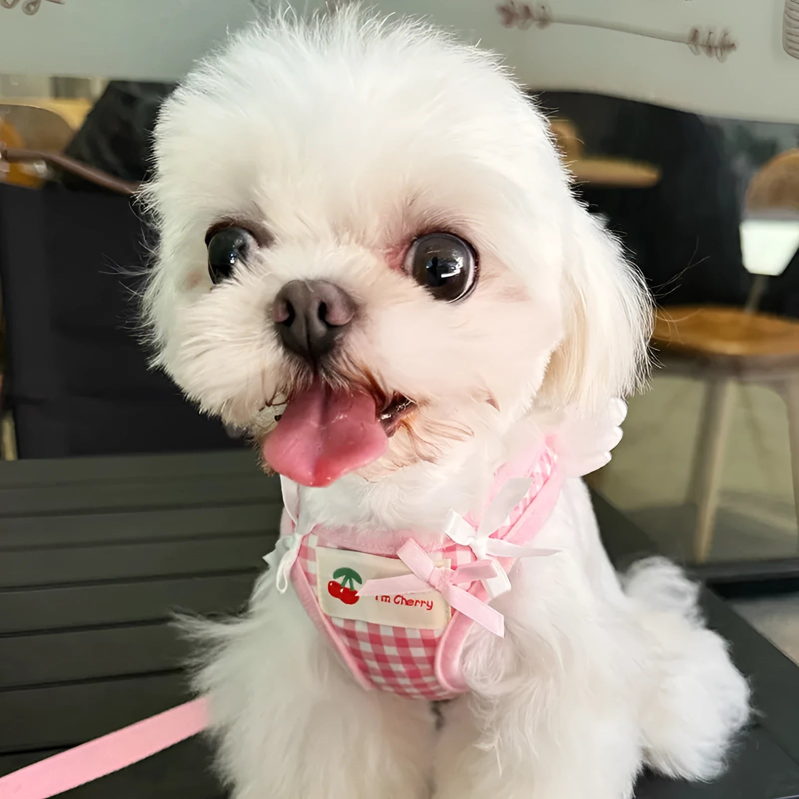 Small dog wearing a black cotton chest and back harness with an attached hand-held rope lead.