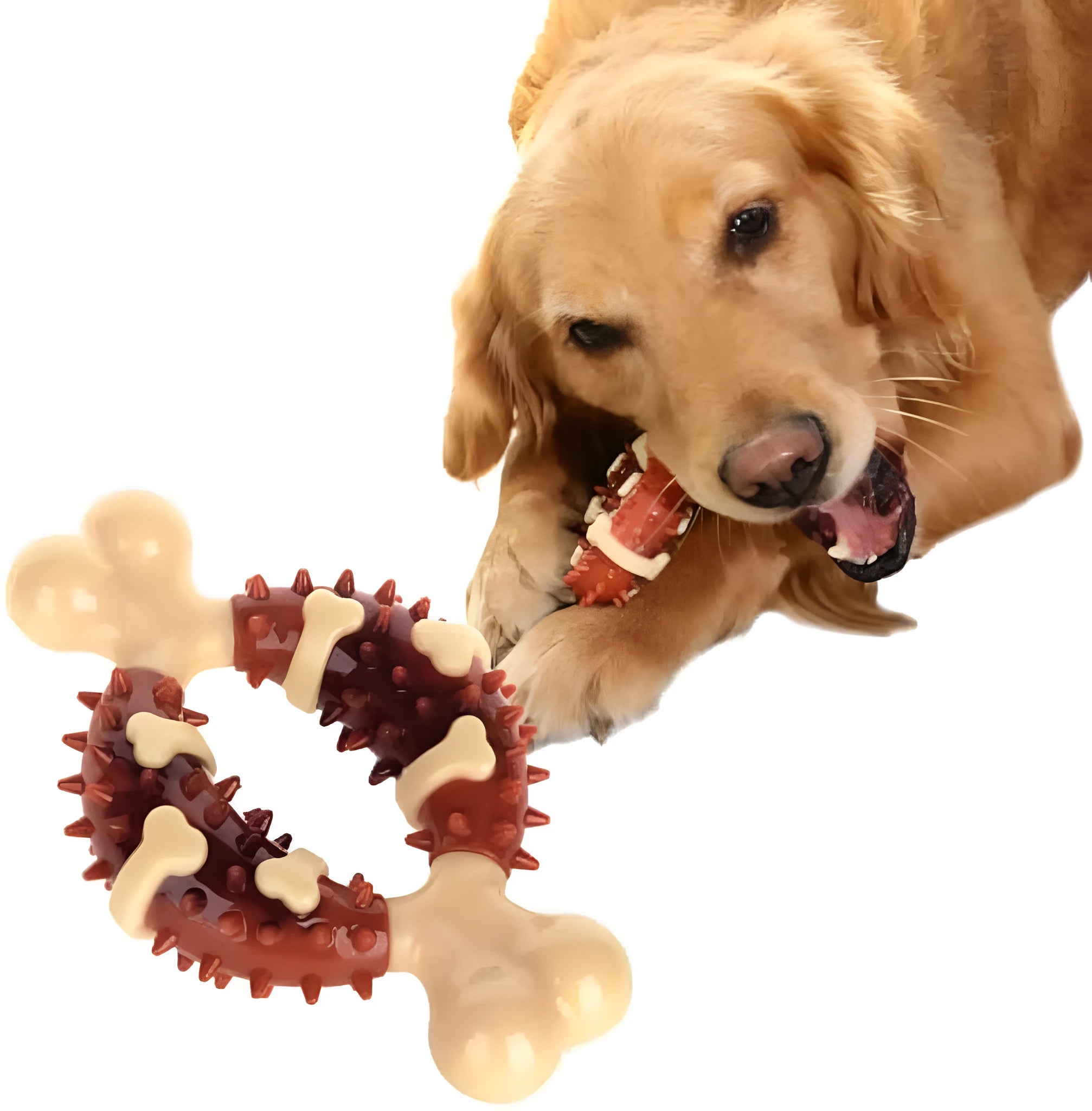 Bone-shaped natural rubber dog molar chew toy for teeth cleaning and anxiety relief in two sizes.