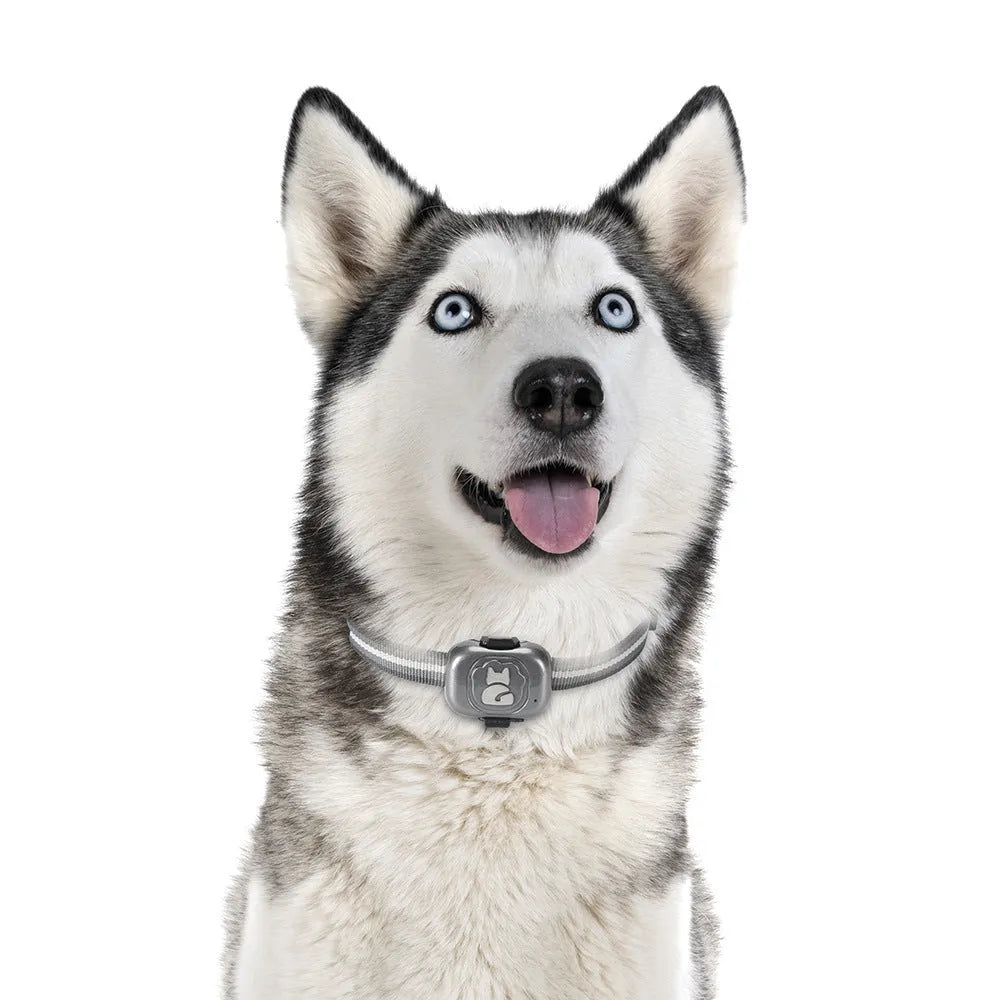 Black ABS plastic pet GPS locator with hanging rope attached for collar mounting.