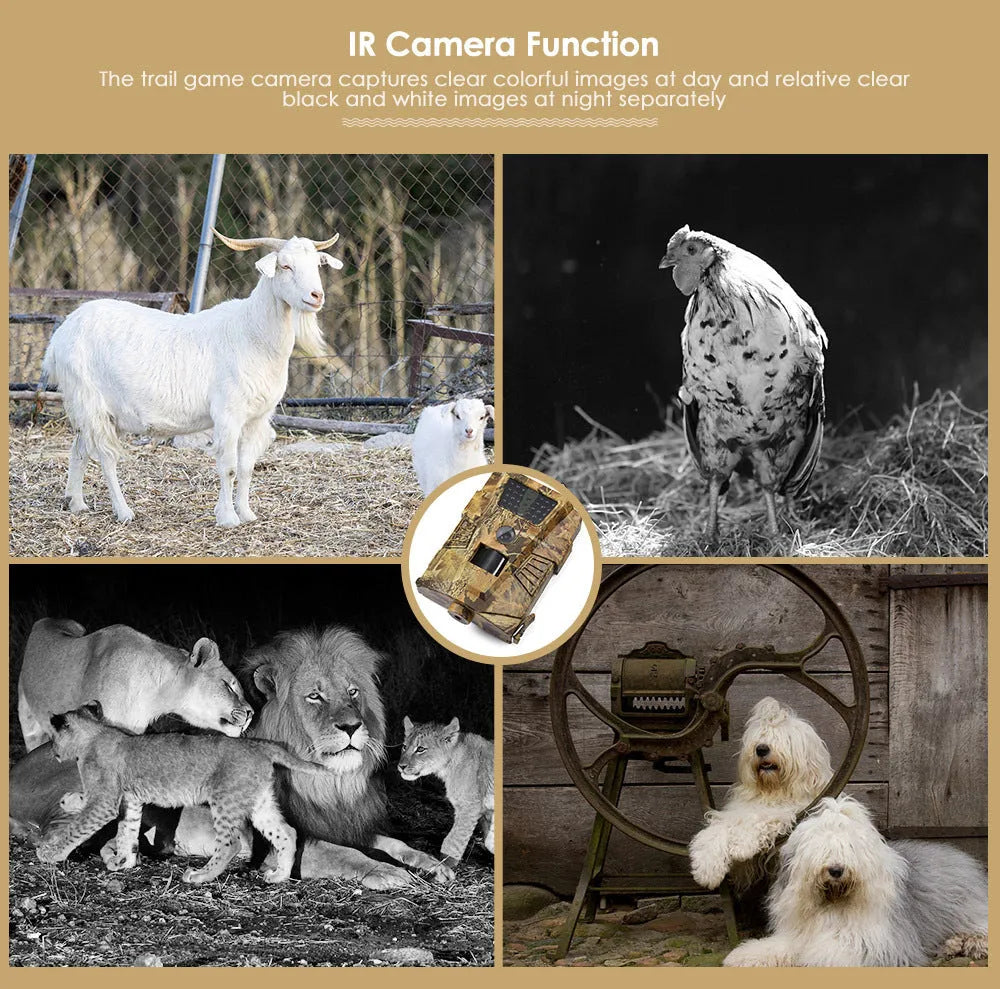 Orchard surveillance anti-theft camera with night vision for field security monitoring