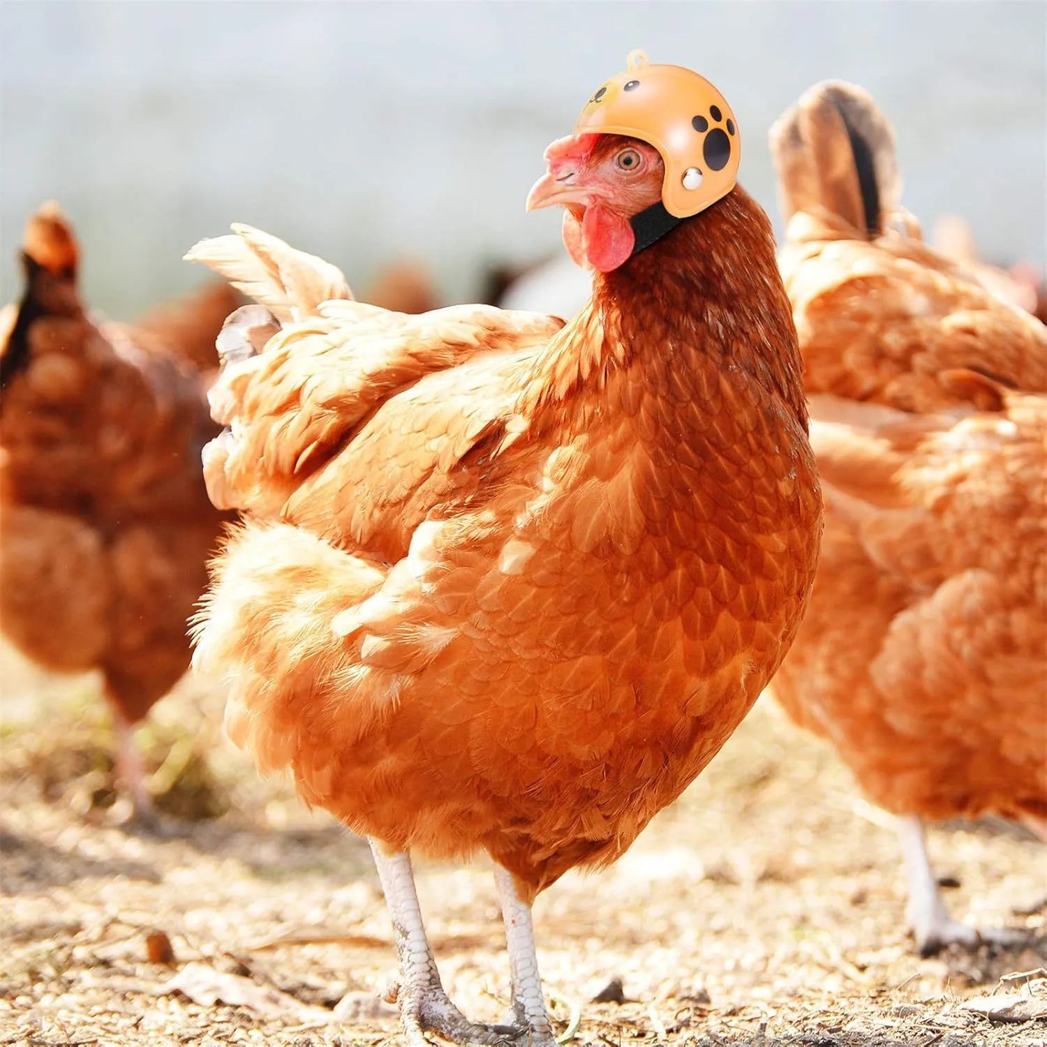 Adjustable pet helmet for small chickens and birds with elastic bands and costume designs