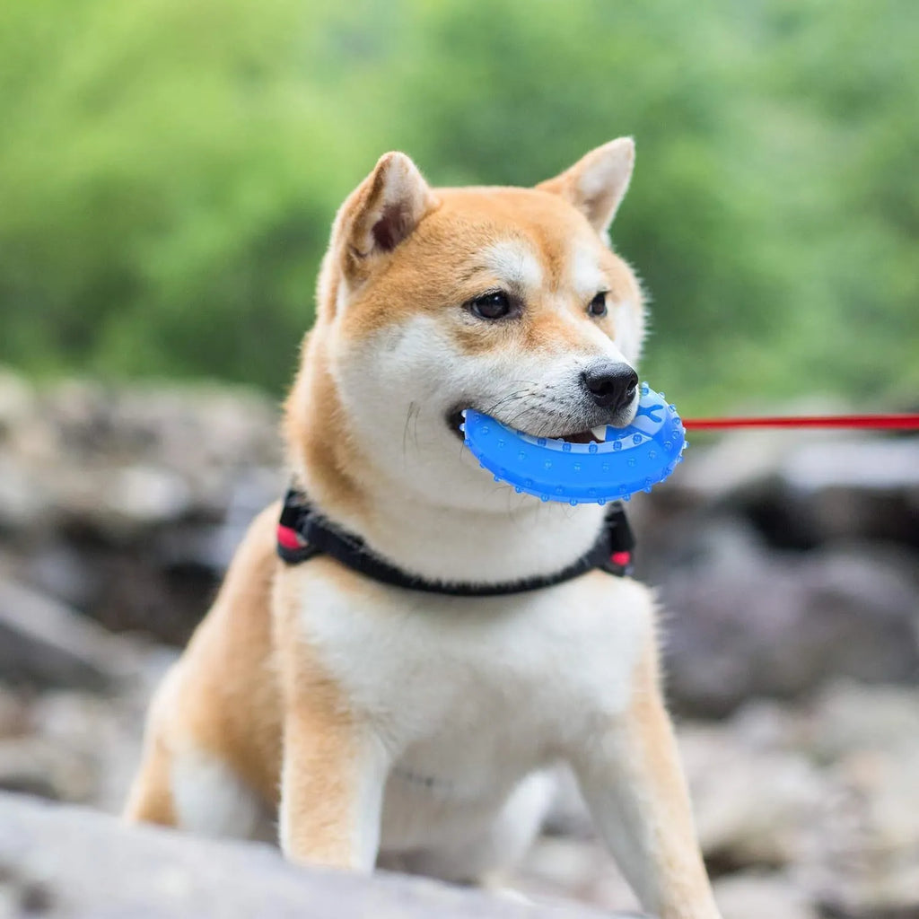 Freezable cooling chew toy for dogs in bone and circle shapes for teething relief