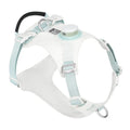 Dog wearing a nylon chest harness with integrated LED night light for evening walk safety