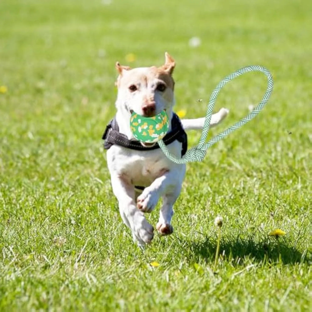 Natural rubber dog ball with nylon rope attached, suitable for fetch and tug games with medium small dogs