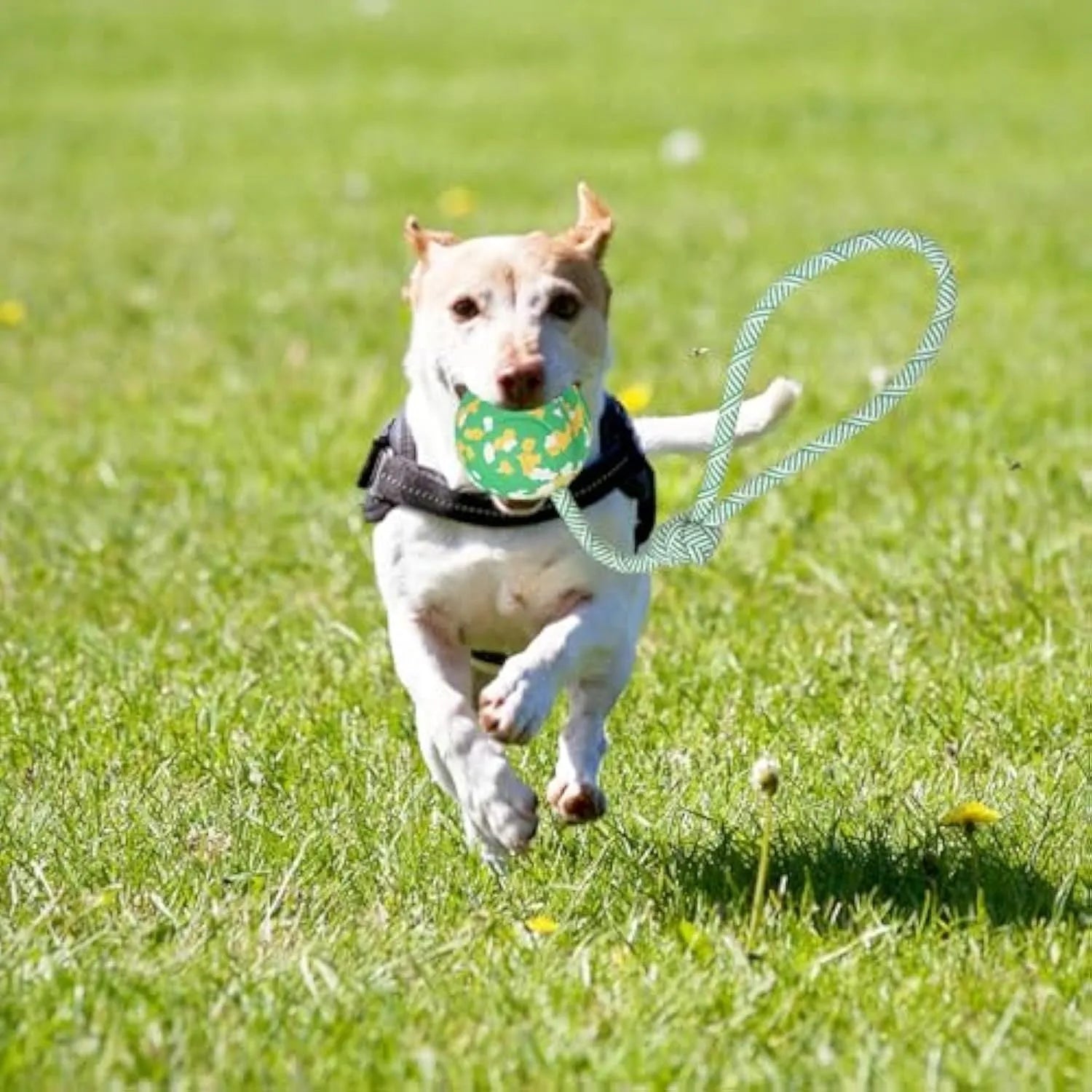 Natural rubber dog ball with nylon rope attached, suitable for fetch and tug games with medium small dogs