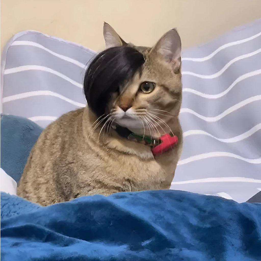 Black polyester fox-style imitation braid wig for cats on a white background