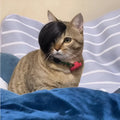 Black polyester fox-style imitation braid wig for cats on a white background