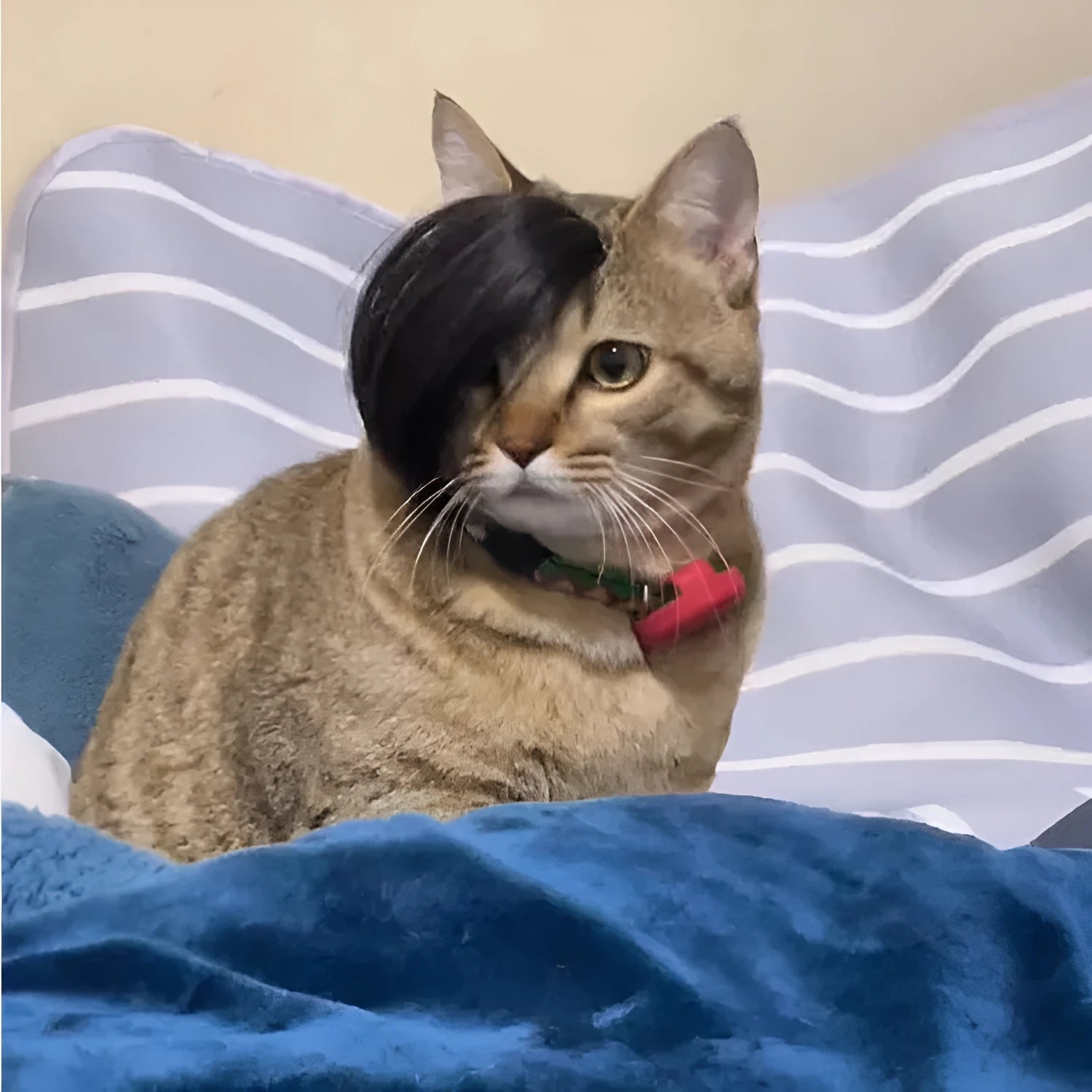Black polyester fox-style imitation braid wig for cats on a white background