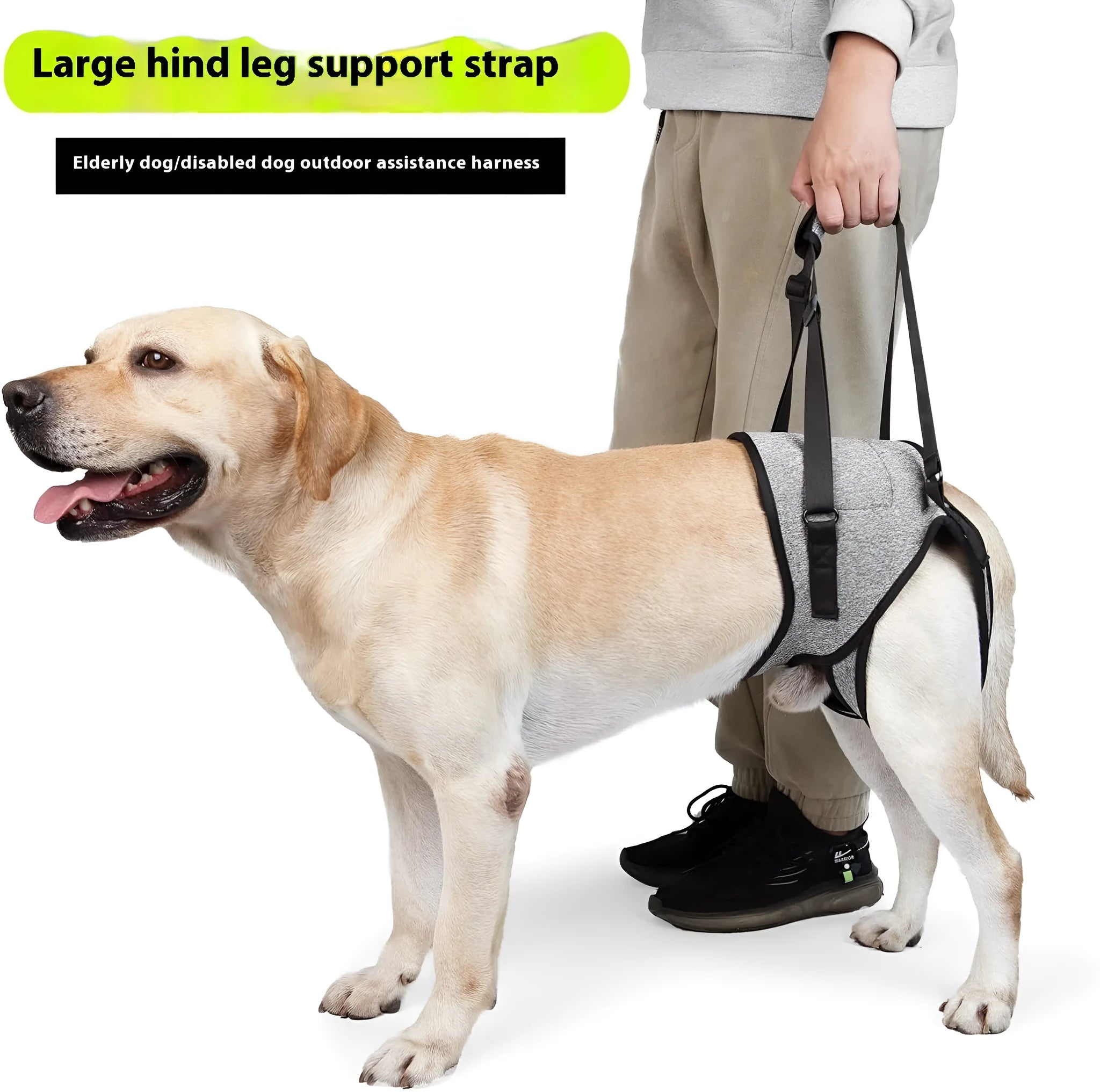 Grey neophene dog rear leg recovery support belt with adjustable waist and thigh straps