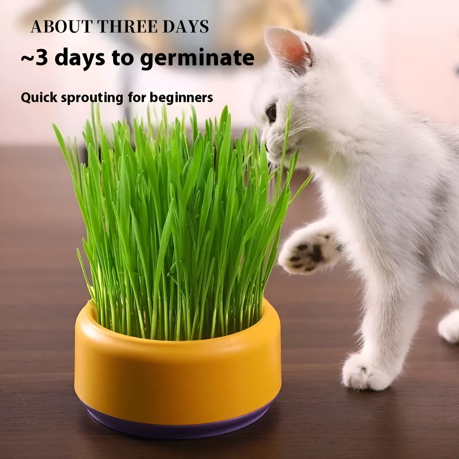 Hydroponic cat grass kit with plastic cup and seed packets in blue, green, yellow colours