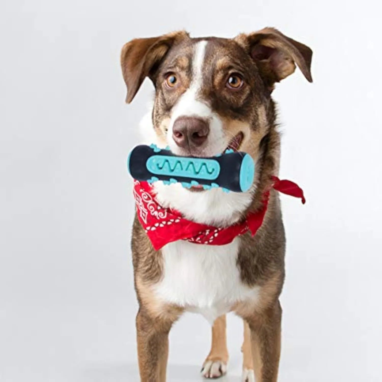 Natural rubber dog toothbrush chew toy in blue, shown next to a small dog for scale