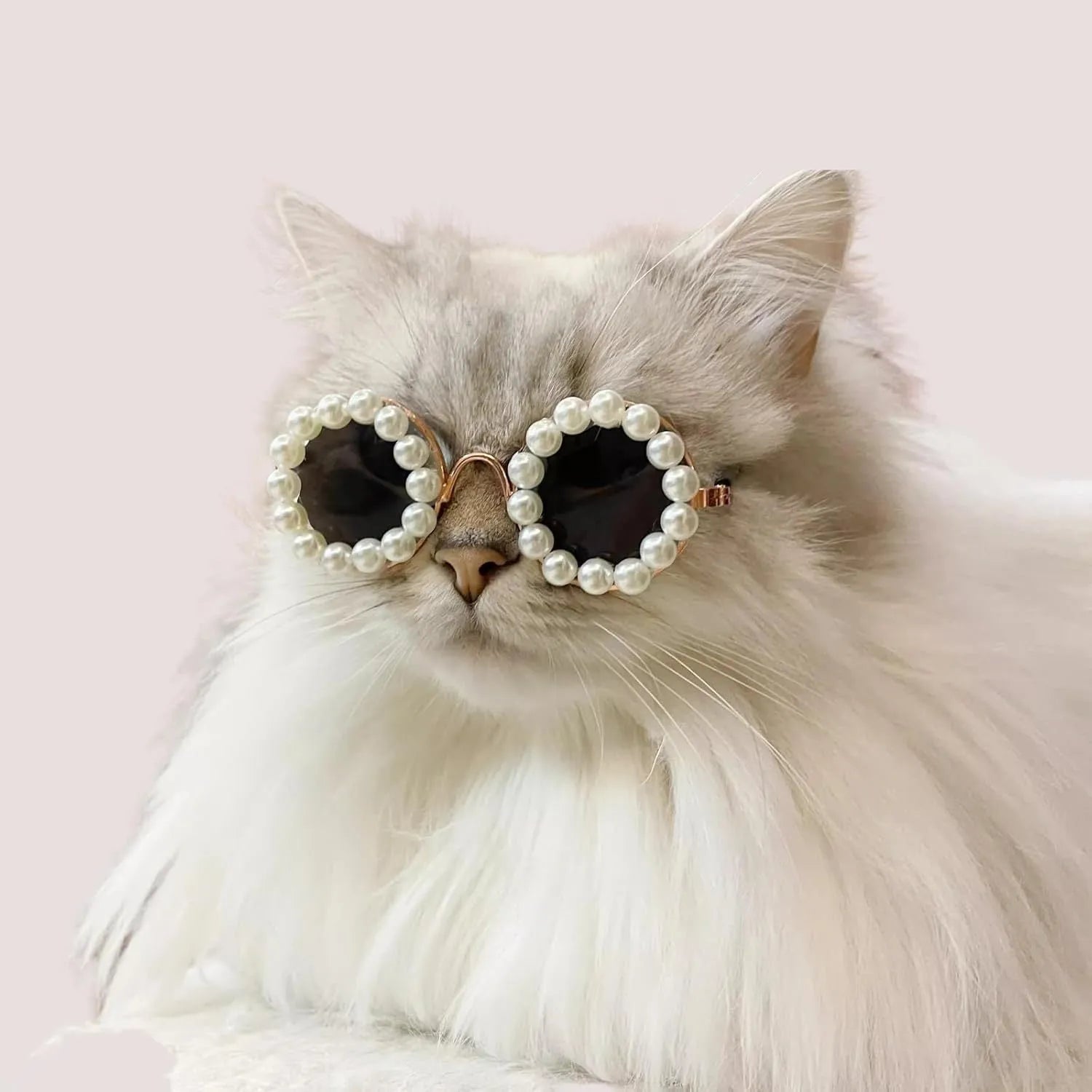 Pearl-rimmed round sunglasses for a cat or dog on a festive background.