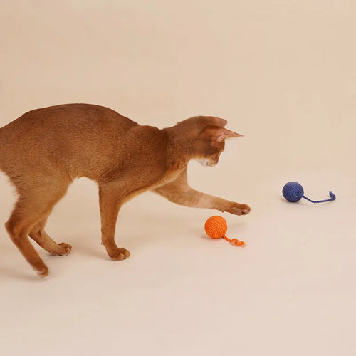 Multi-colour cat teaser stick toy set with bite-resistant catnip ball measuring 255mm by 105mm