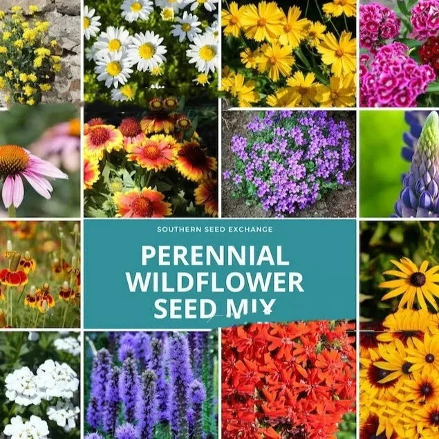 Packet of Purpleflower Holly Leaf mixed wildflower seeds for cold-resistant drought-resistant garden planting