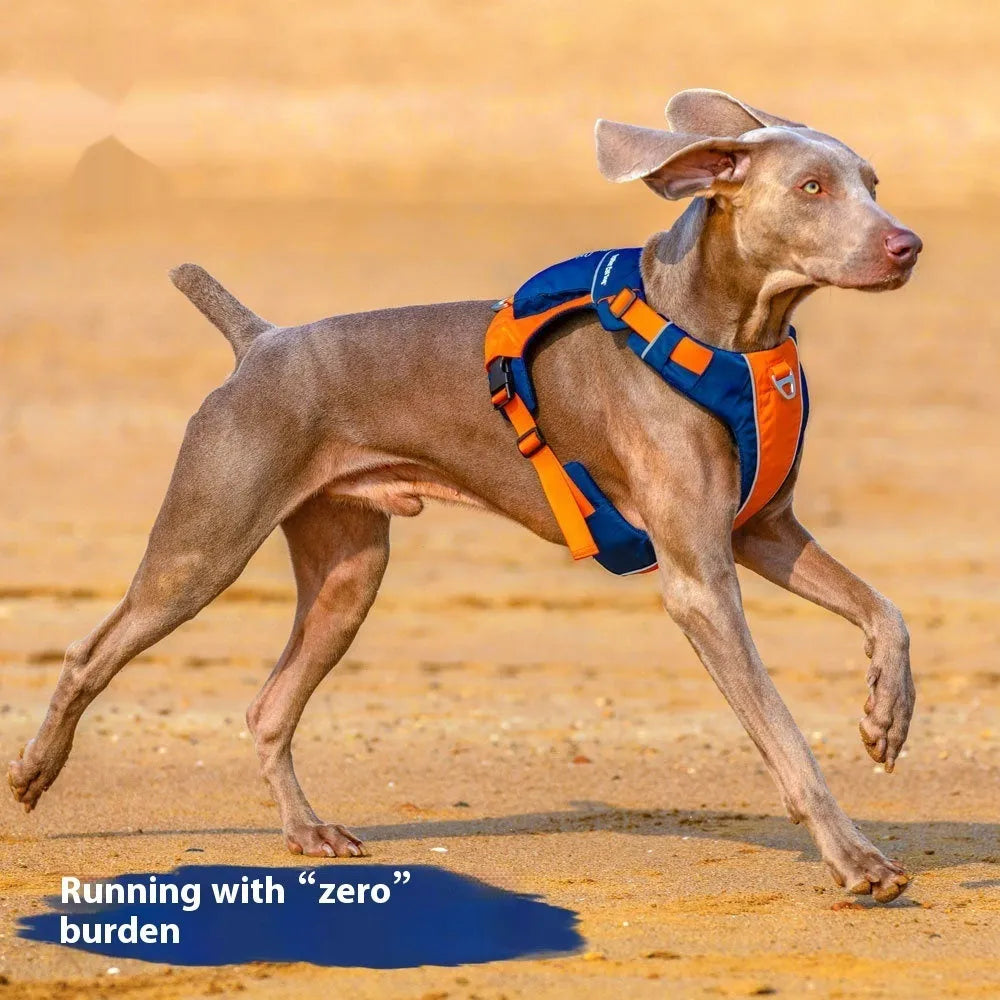 Orange blue nylon vest-style dog harness on a medium-sized dog.