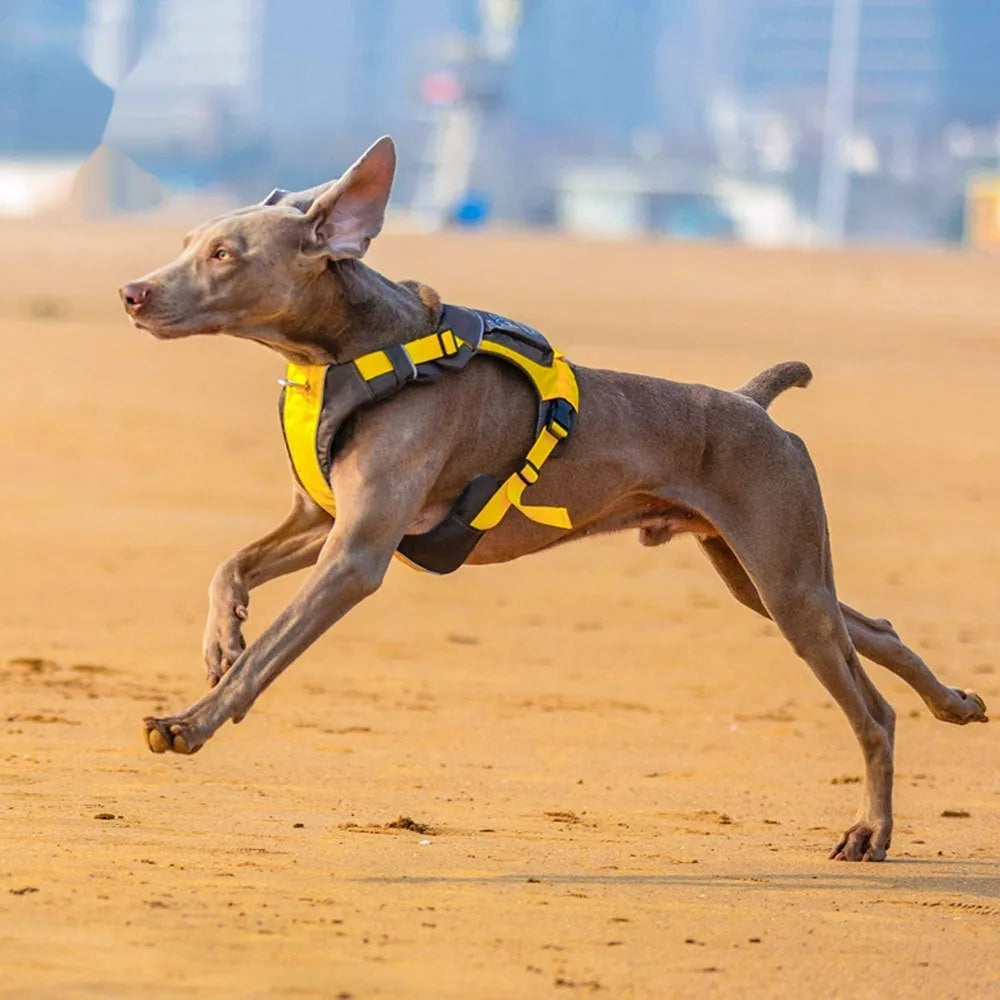 Orange blue nylon vest-style dog harness on a medium-sized dog.