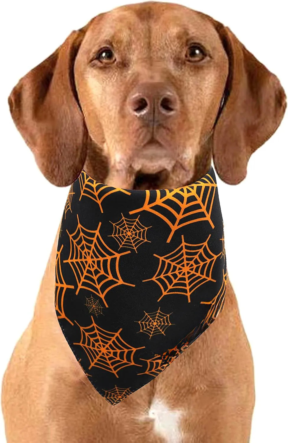 Reversible Halloween dog bandana showing pumpkin and spider web designs in black and orange colours with adjustable neck closure