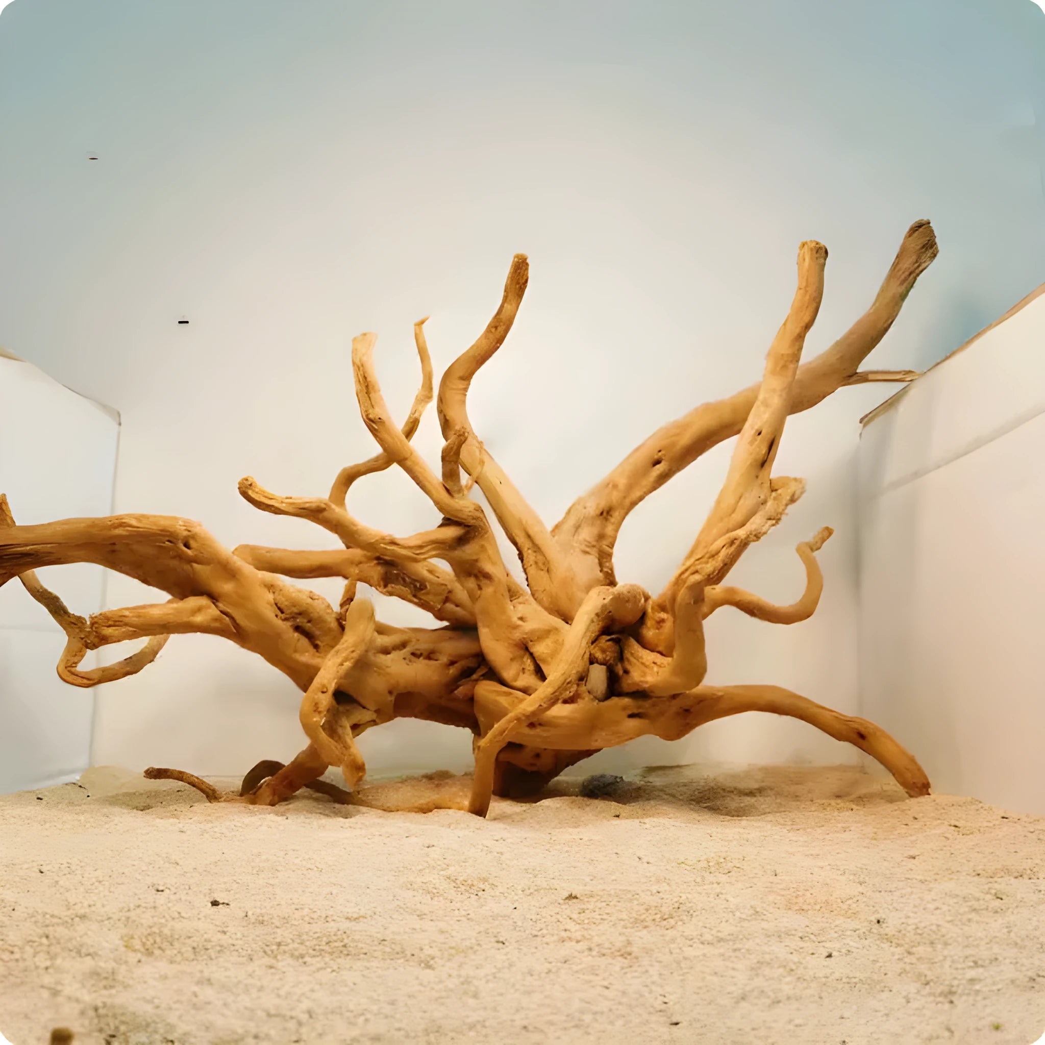 Xiaoqi root wood ornament for aquarium decoration on white background