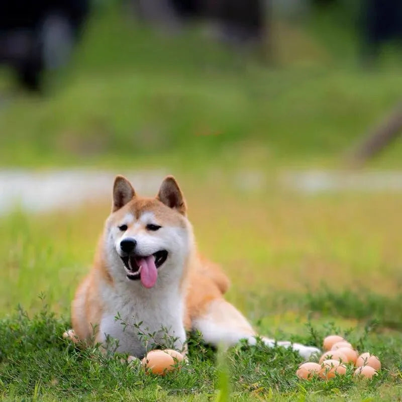 Bright coloured rubber egg-shaped dog toy with textured surface for dental cleaning