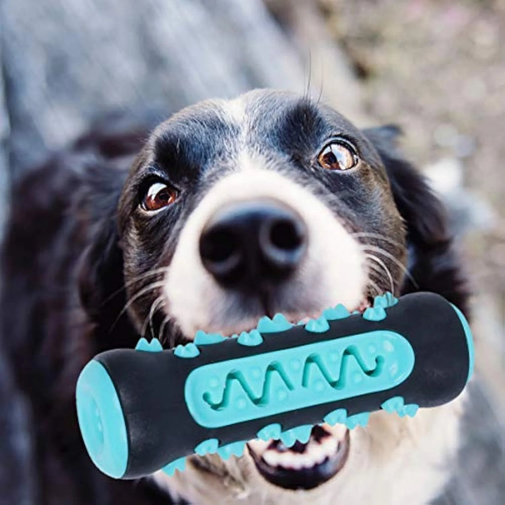Natural rubber dog toothbrush chew toy in blue, shown next to a small dog for scale