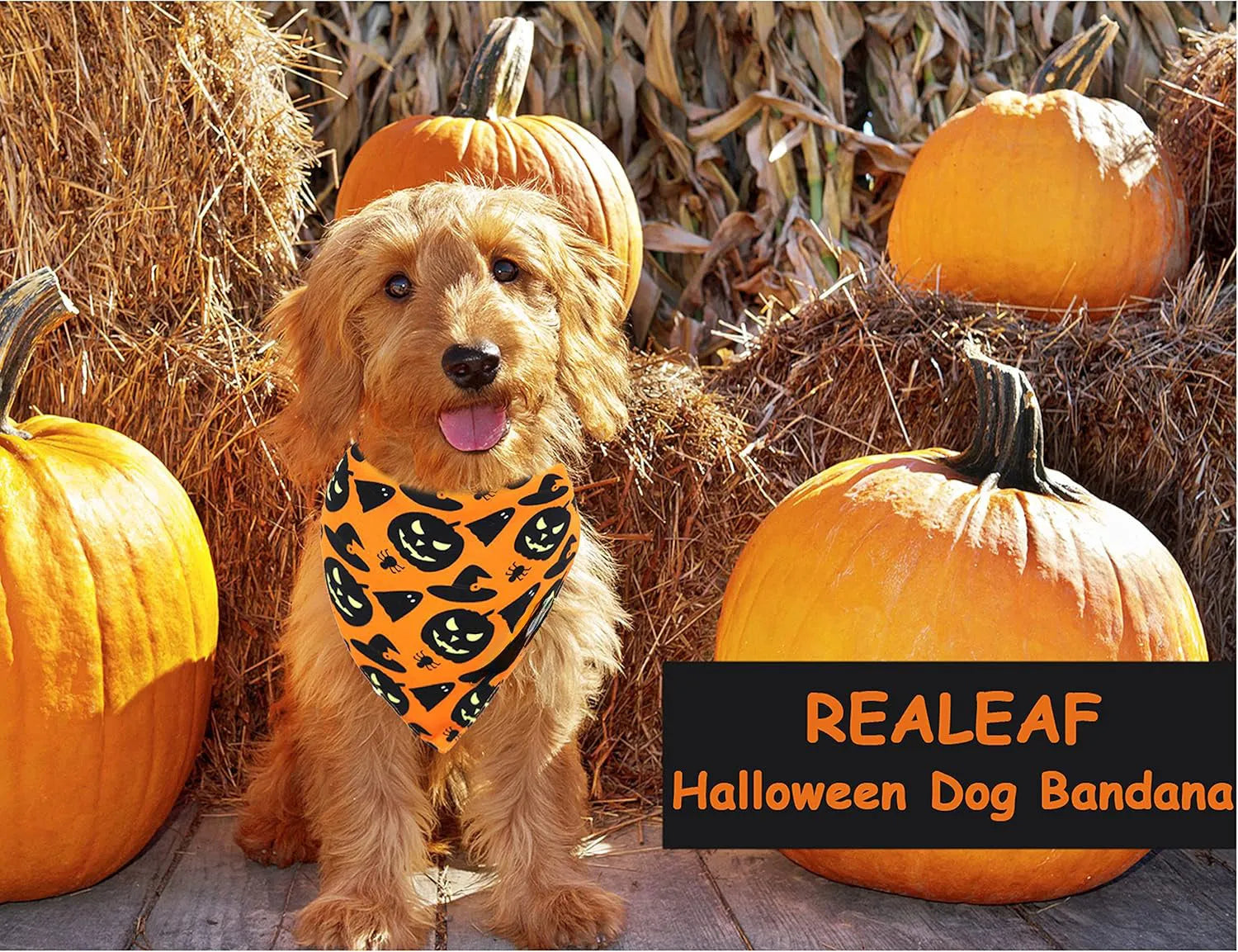 Reversible Halloween dog bandana showing pumpkin and spider web designs in black and orange colours with adjustable neck closure
