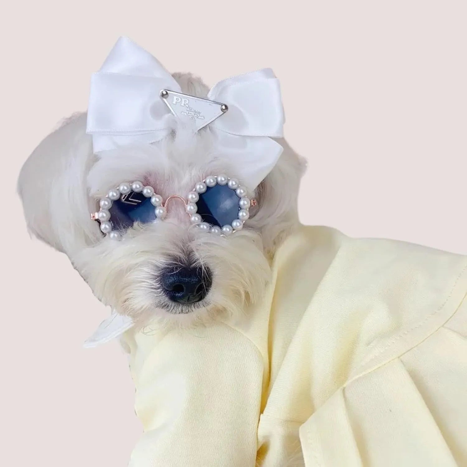 Pearl-rimmed round sunglasses for a cat or dog on a festive background.