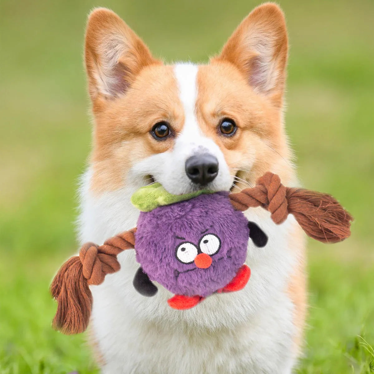 Green and purple interactive plush dog toy with rope knot and molar tooth design for tug of war.
