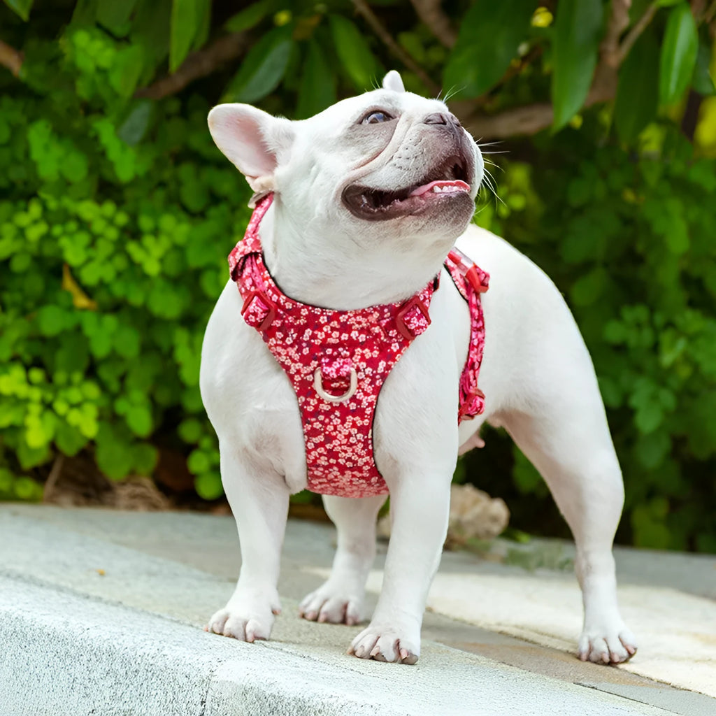 Floral pattern cotton dog harness with chest pull-resistant strap in blue, green, or red colour options