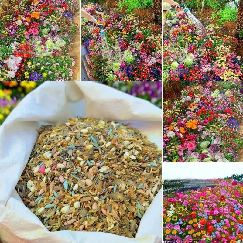 Packet of Purpleflower Holly Leaf mixed wildflower seeds for cold-resistant drought-resistant garden planting