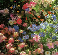 Packet of Purpleflower Holly Leaf mixed wildflower seeds for cold-resistant drought-resistant garden planting