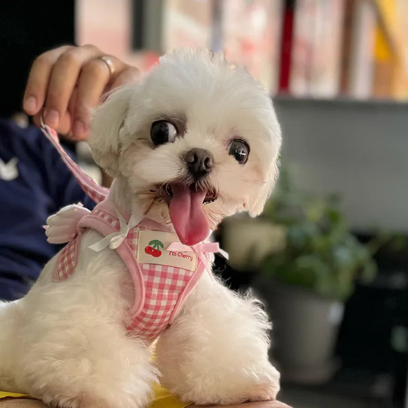 Small dog wearing a black cotton chest and back harness with an attached hand-held rope lead.