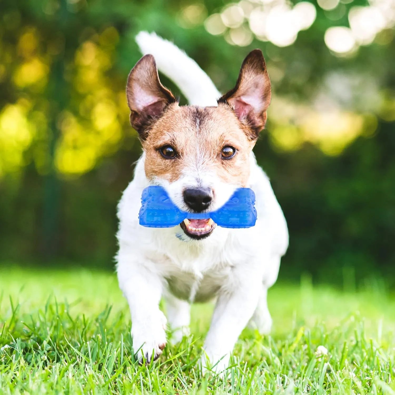 Freezable cooling chew toy for dogs in bone and circle shapes for teething relief