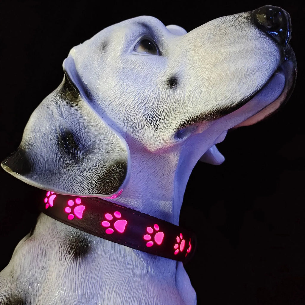 LED dog collar showing multicolour illumination with paw print pattern on adjustable polyester strap