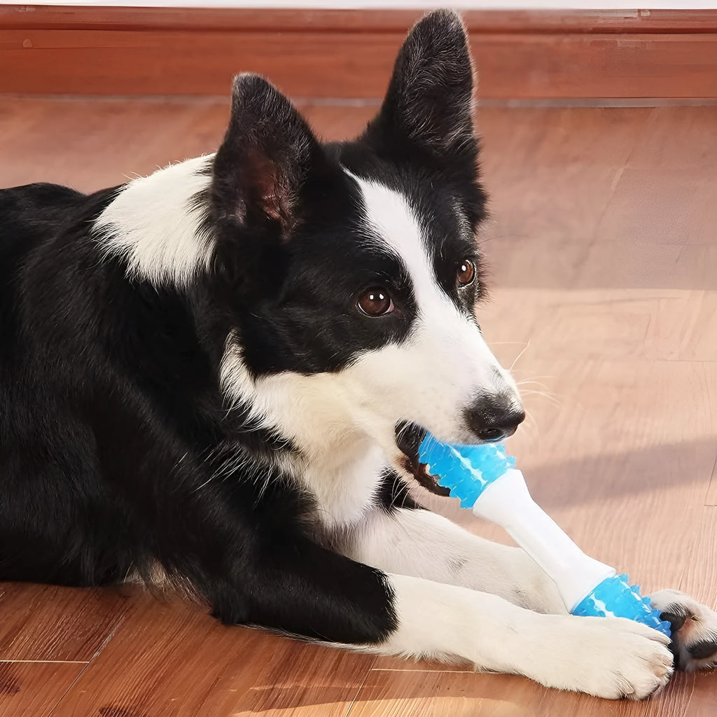 Dual-colour puppy teething chew toy for dental health in three sizes