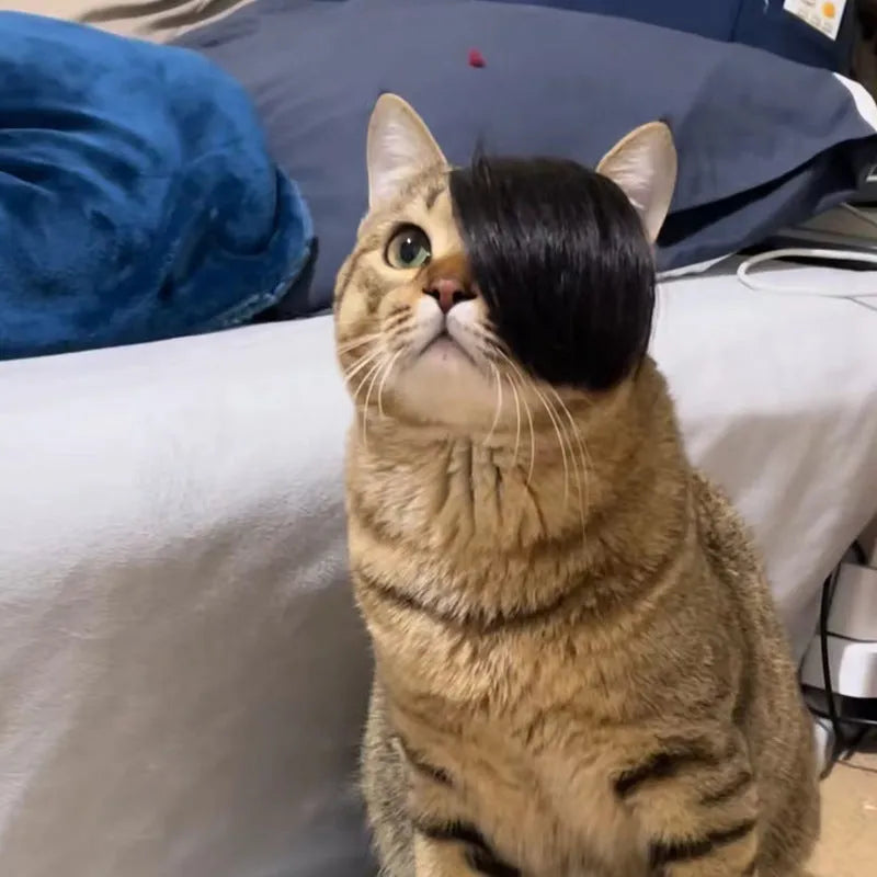 Black polyester fox-style imitation braid wig for cats on a white background