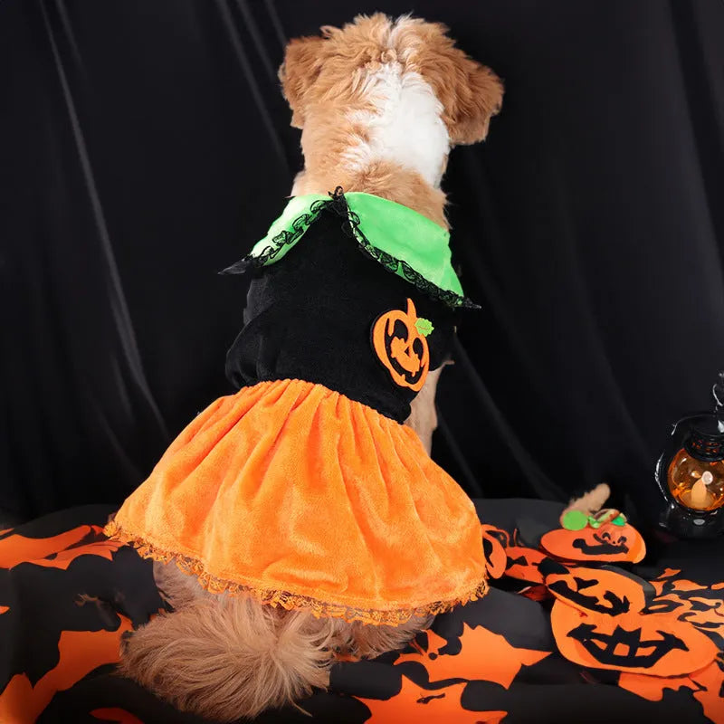 Small dog wearing an orange Halloween pumpkin skirt costume made of crystal velvet