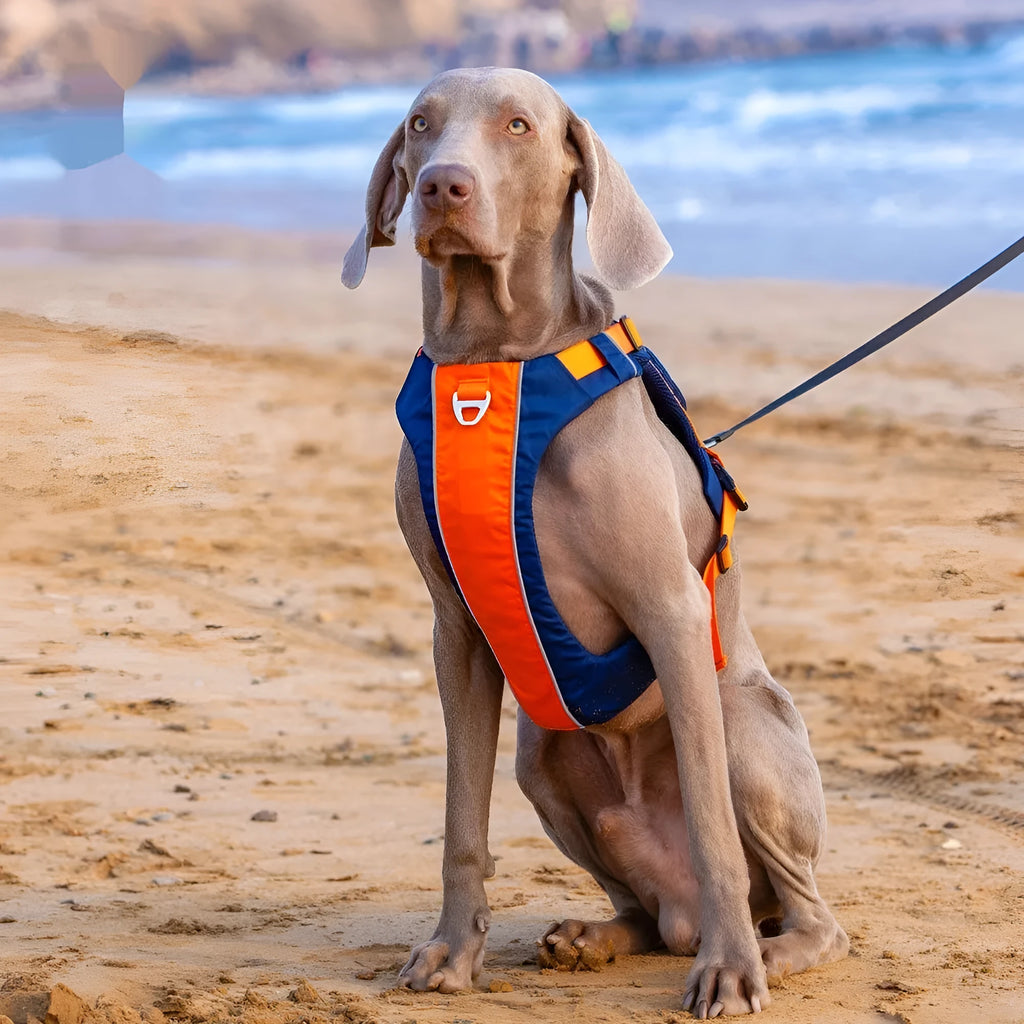Orange blue nylon vest-style dog harness on a medium-sized dog.