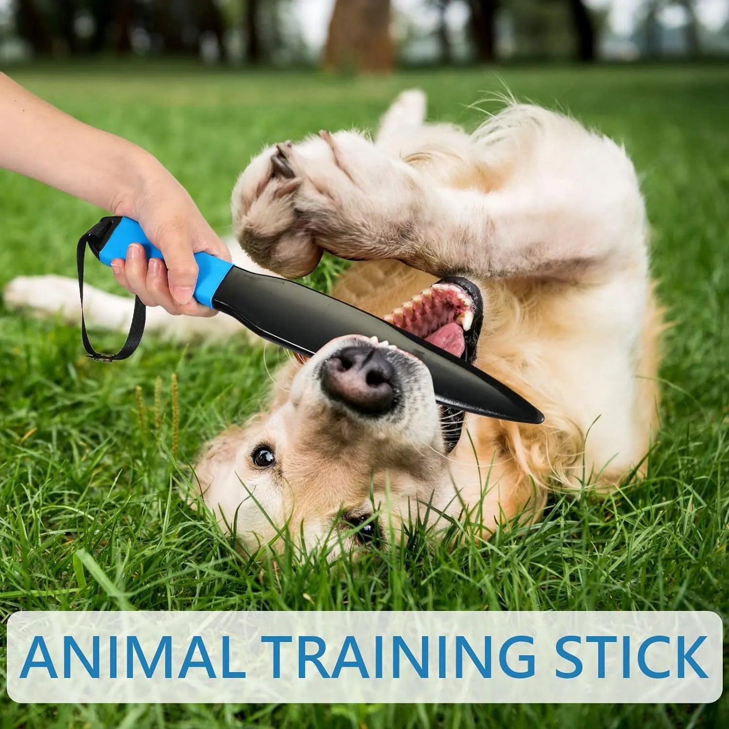 35cm long dog training stick with coloured handle for small medium dogs
