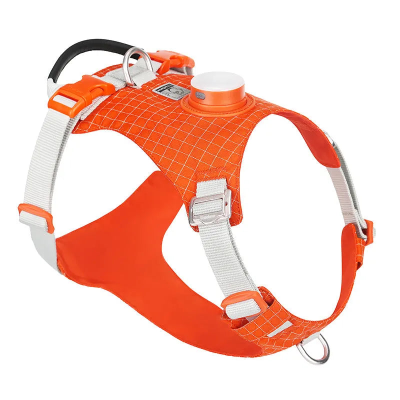 Dog wearing a nylon chest harness with integrated LED night light for evening walk safety