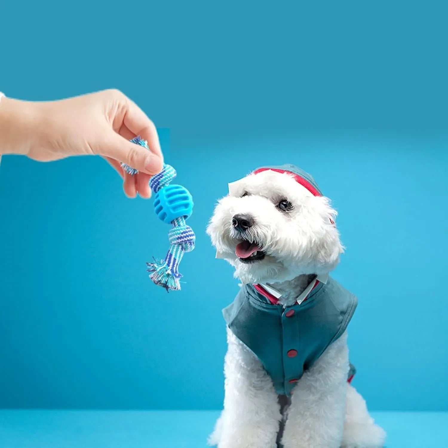 Blue dog chew toy with rope handles and textured molar surfaces for teeth cleaning