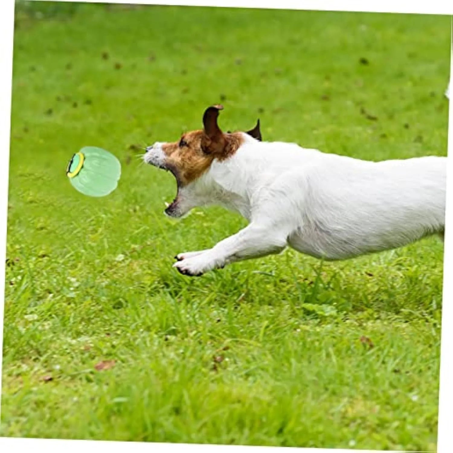Orange plastic squeaky dog ball with Halloween pumpkin design for small breed chewing and training
