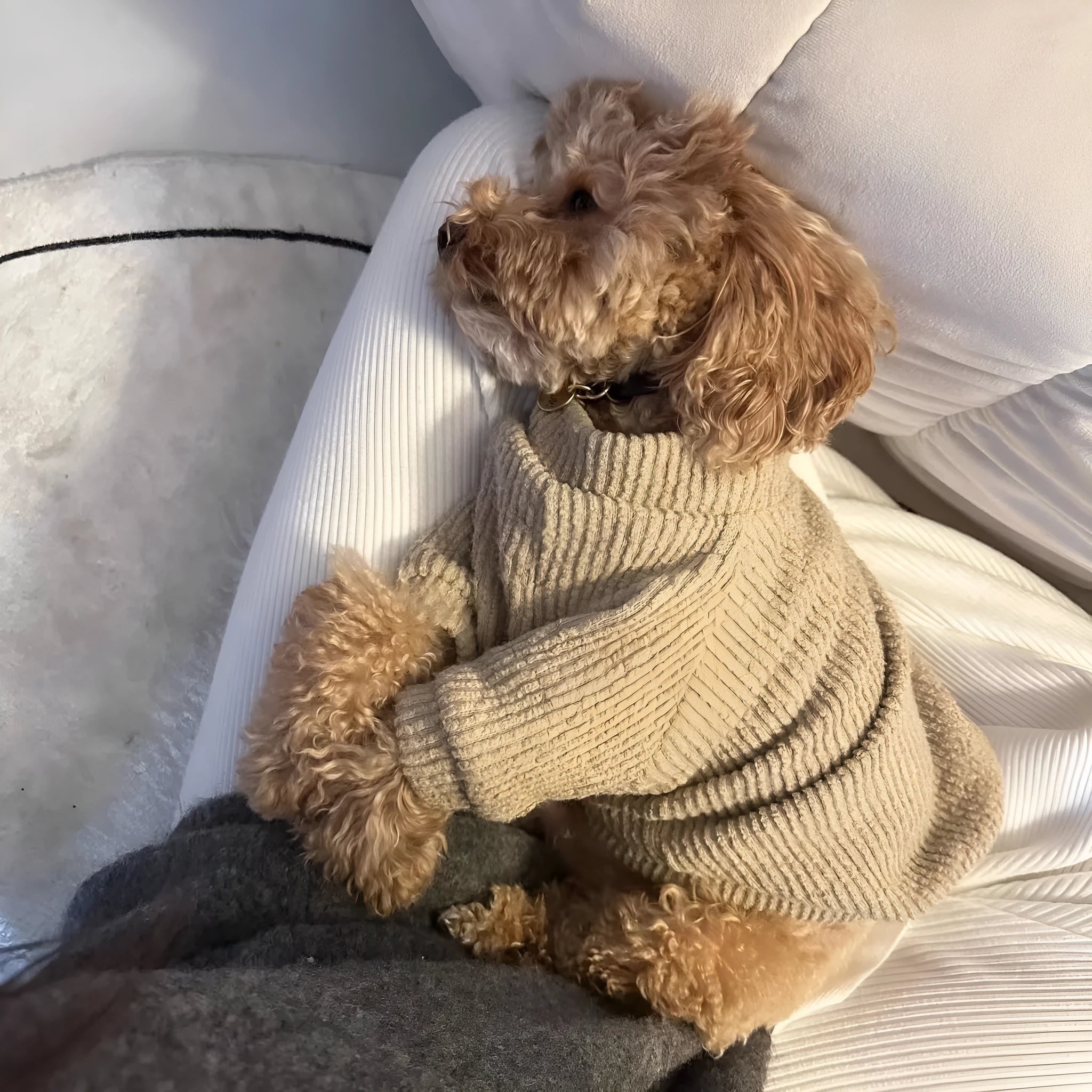 Brown cloth pullover sweater for small dog breeds on canine mannequin