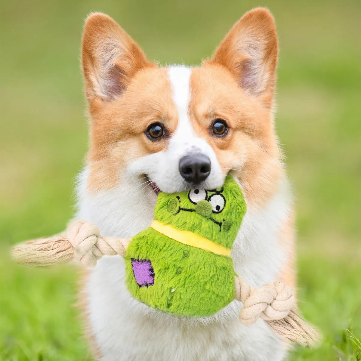 Green and purple interactive plush dog toy with rope knot and molar tooth design for tug of war.