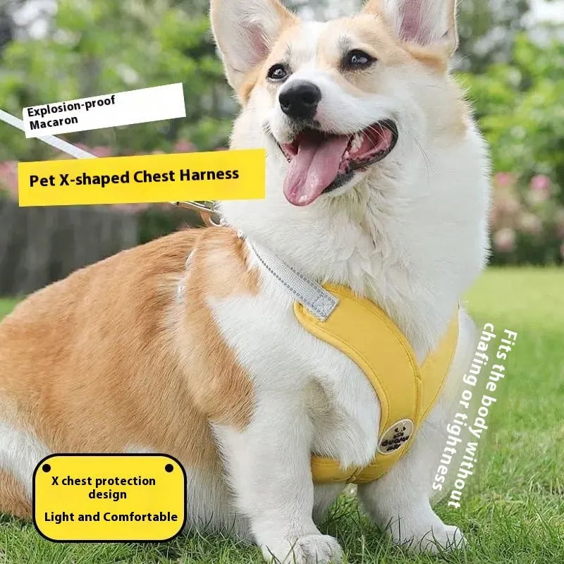 Blue polyester pet vest harness with attached hand holding rope for dog control.