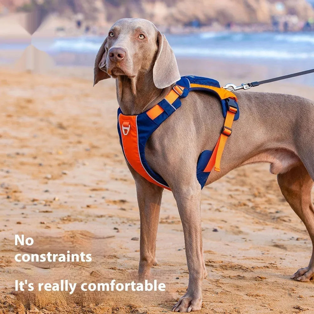 Orange blue nylon vest-style dog harness on a medium-sized dog.