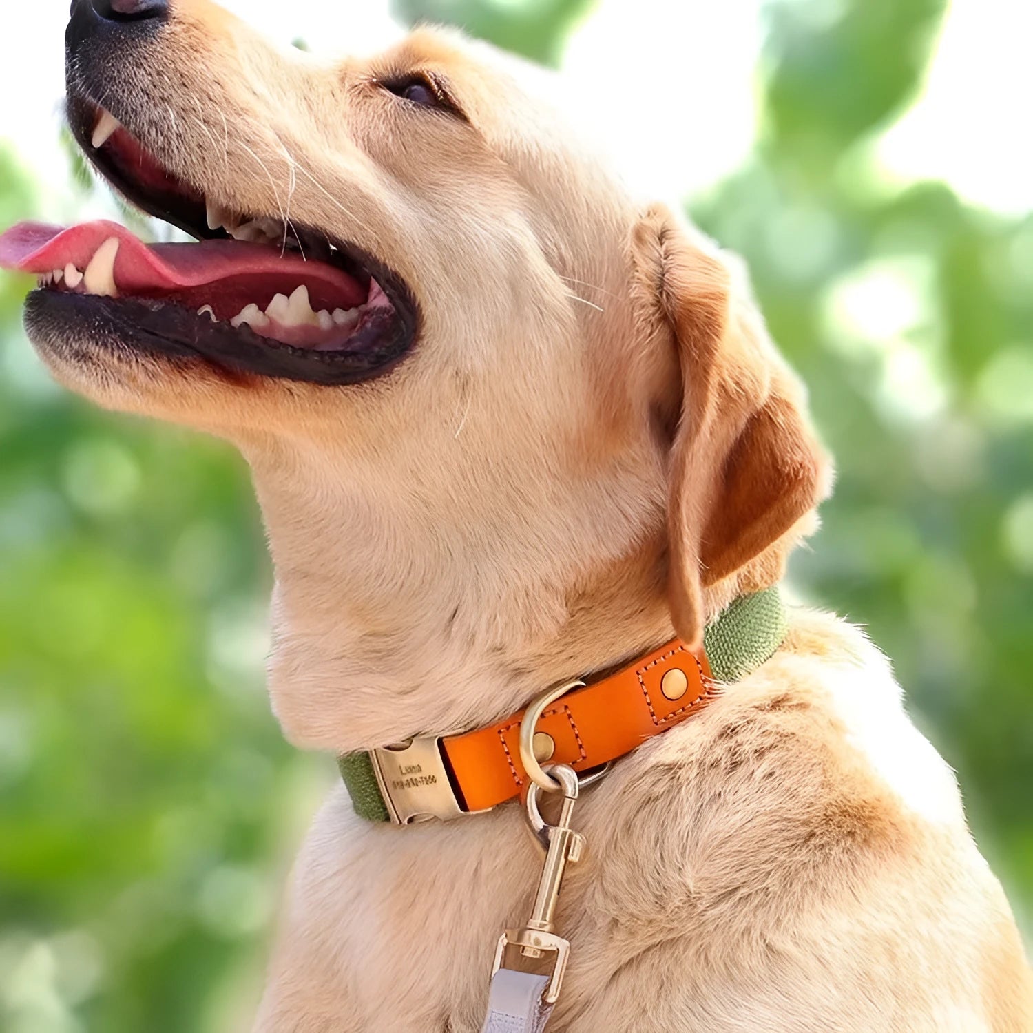 Mohair small dog neck collar and traction rope set in Mo Landi colours with lettering detail