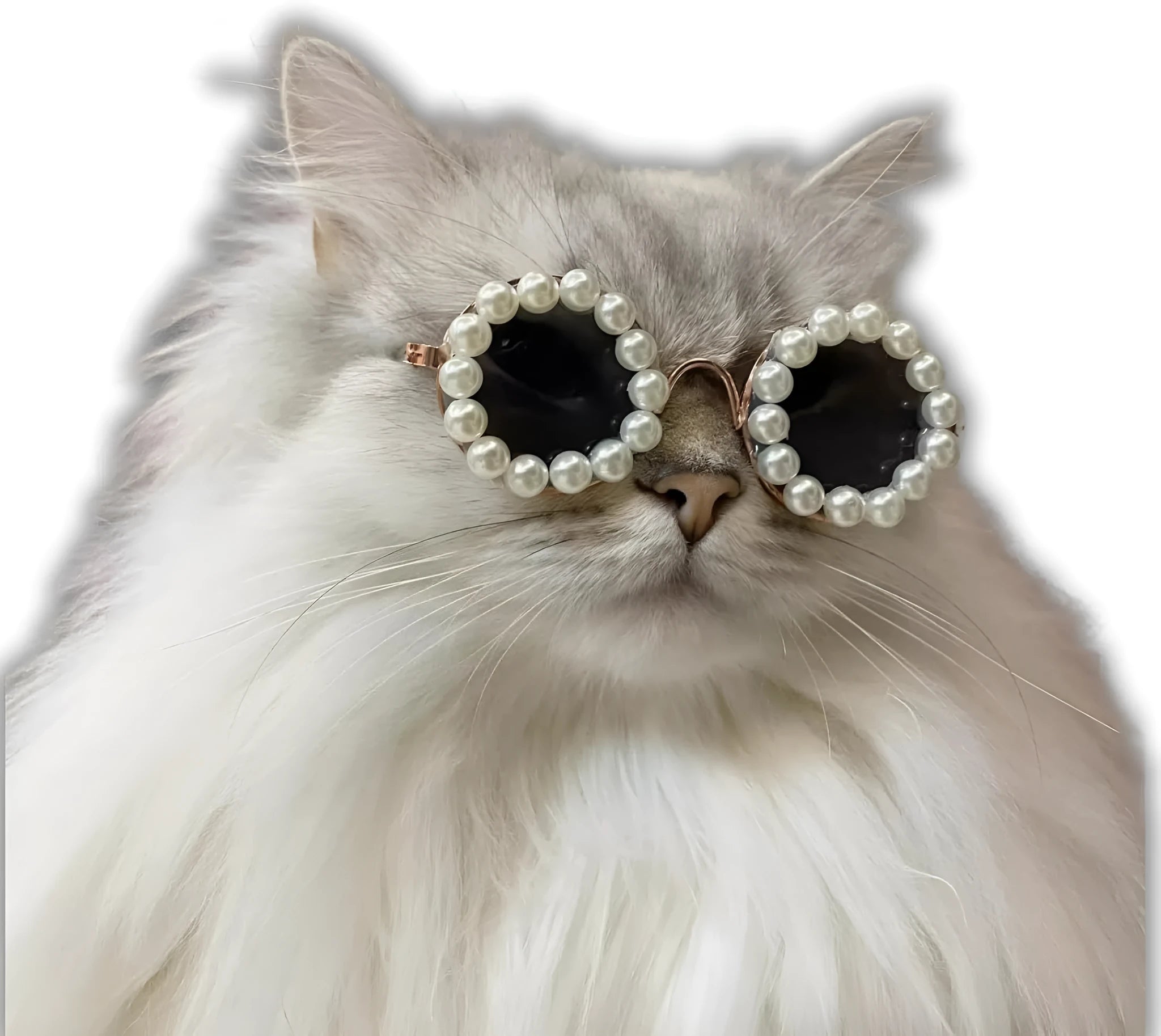 Pearl-rimmed round sunglasses for a cat or dog on a festive background.