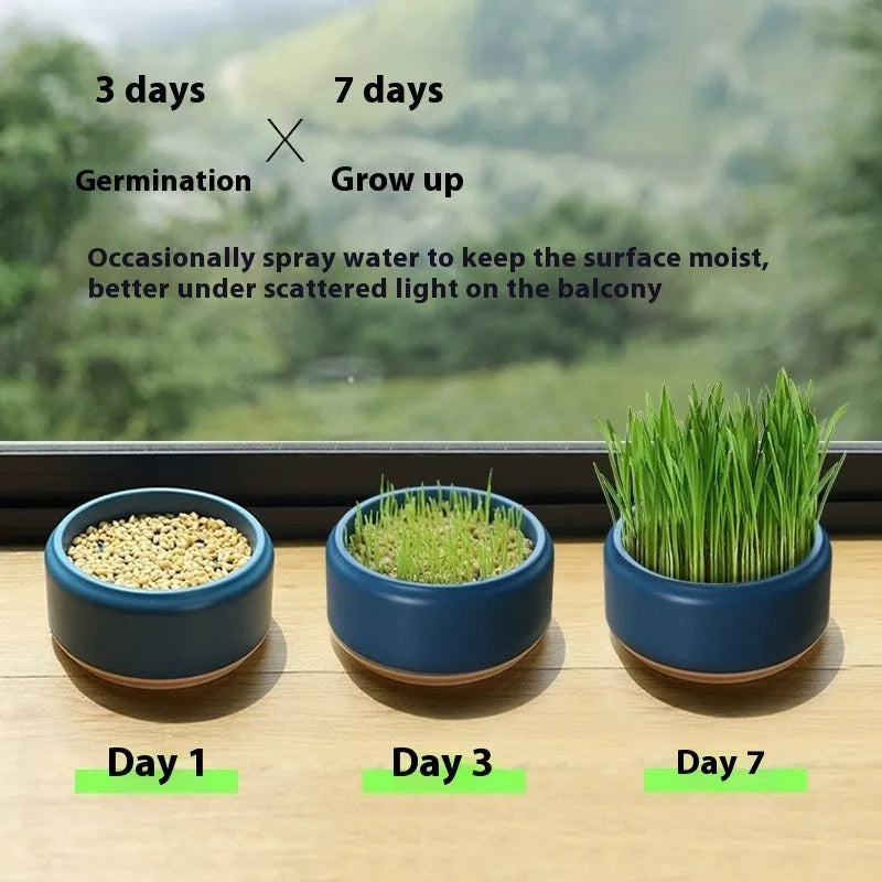 Hydroponic cat grass kit with plastic cup and seed packets in blue, green, yellow colours